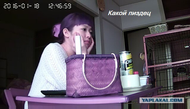 За что я люблю китайцев