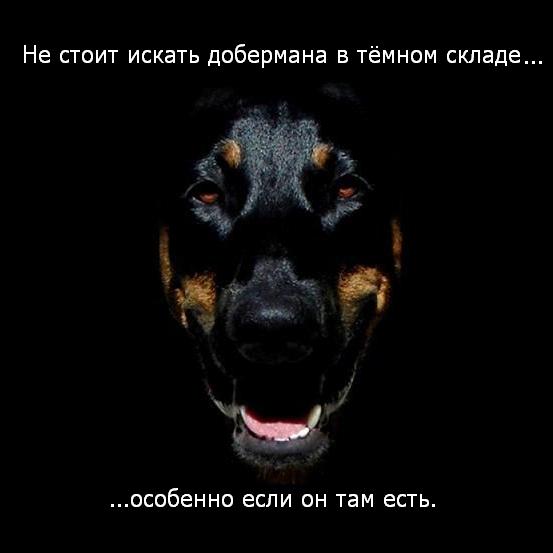 Исчезающая собака
