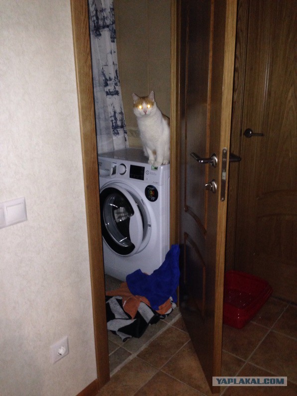 Котовторник 23.02.2016