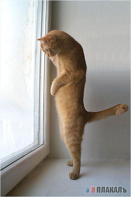 Коты, кошки, котята