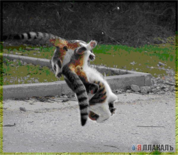А вот и котовторник!