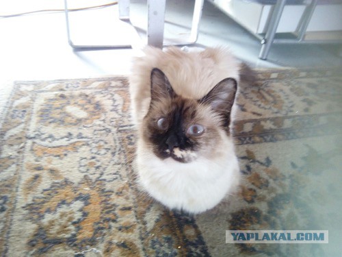 Котовторник 28.06.2016