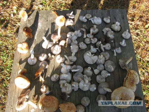 Хорошо иметь домик в деревне. История из жизни.