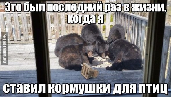 Прикольные животные