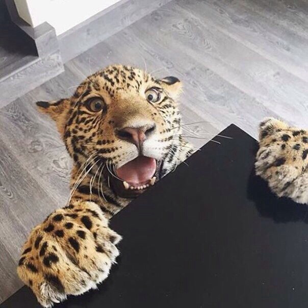 Прикольные животные