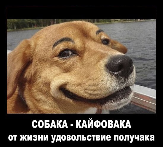 Прикольные животные