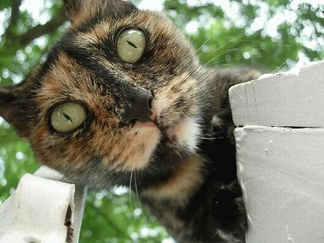 Котовторник: лента прикольных котов на 05.02!