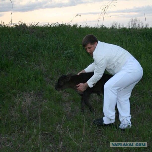 Животный секс