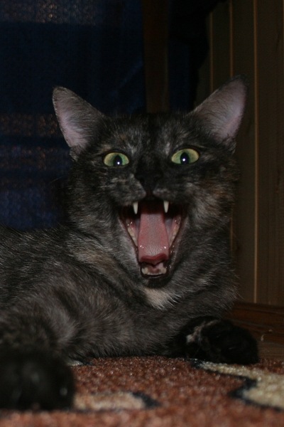 Мой зевающий кот