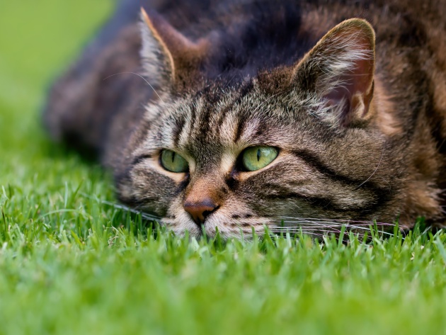 Коты из сети