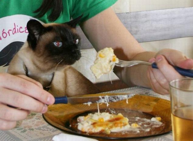 Коты из сети