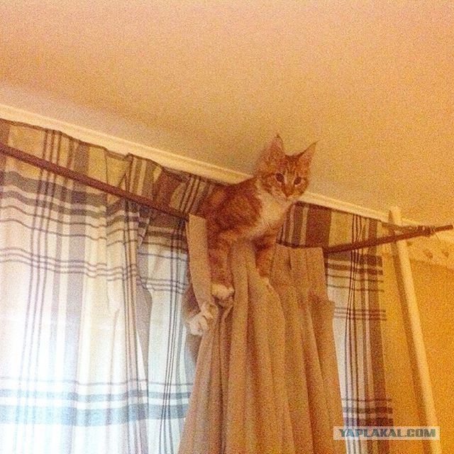 20 мест, в которых не должно было быть кота, но вот он