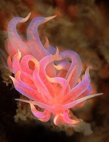 Самые смешные животные