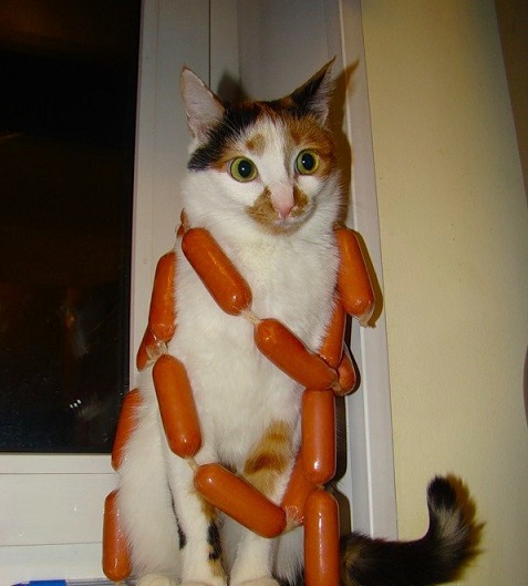 Коты и Кошки