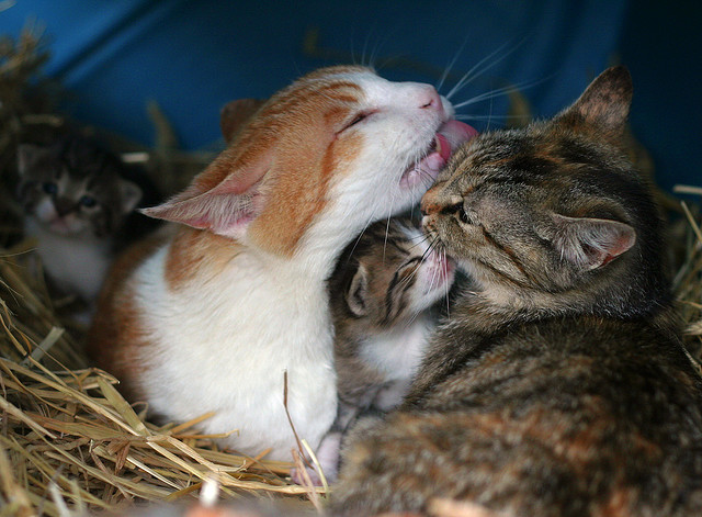Коты и Кошки