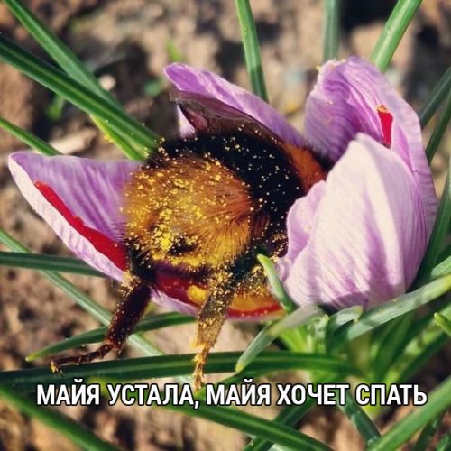 Приколы, которые поднимут вам настроение