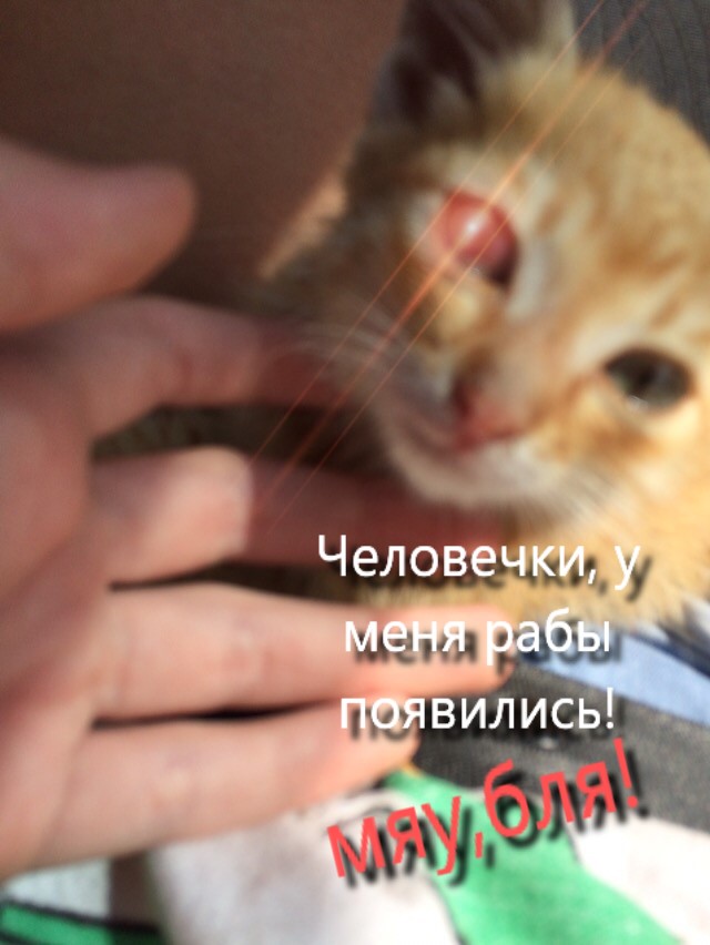 Новый Жилец