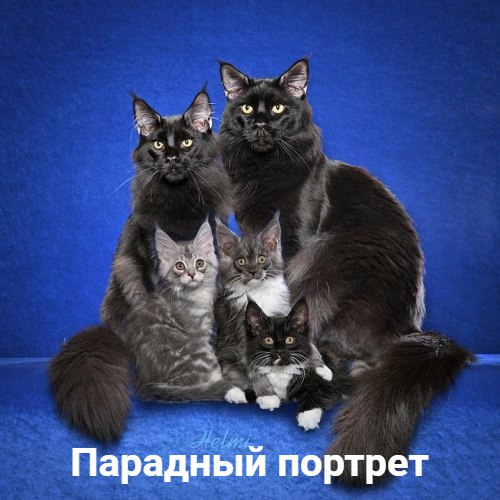 Коты и Кошки