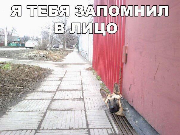 Подборка забавных животных