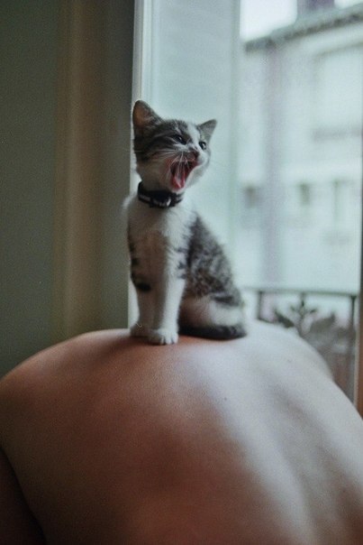 Коты и Кошки