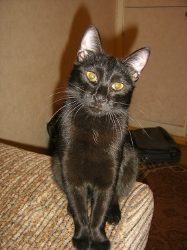 Котомет на вторник 08.04.08