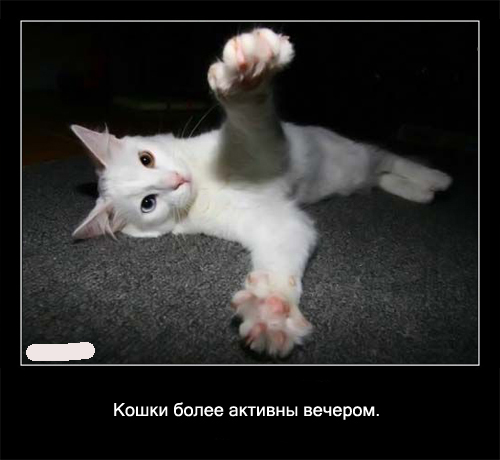 Интересные факты о кошках в картинках, 90 штук
