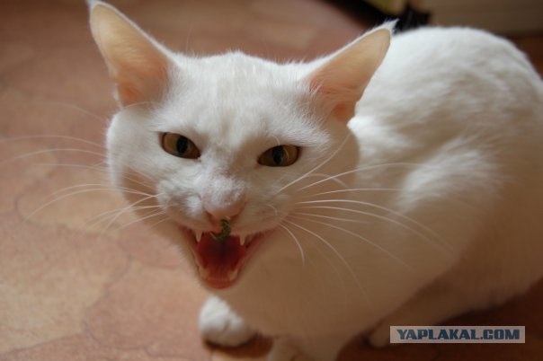 Котовторник на 03.02.2009