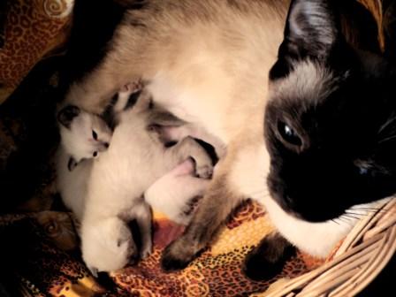 Котовторник