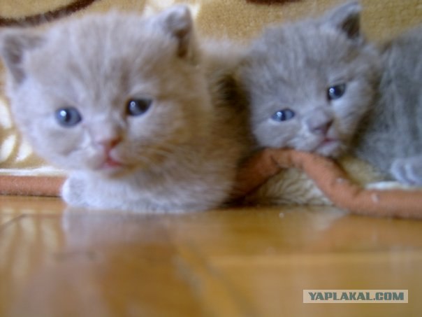 Котовторник с Кузей