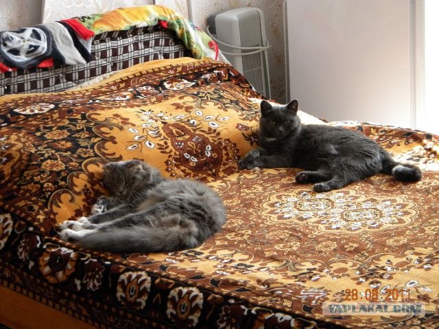 Сонный Котовторник