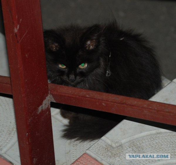Котовторник 06.12.2011