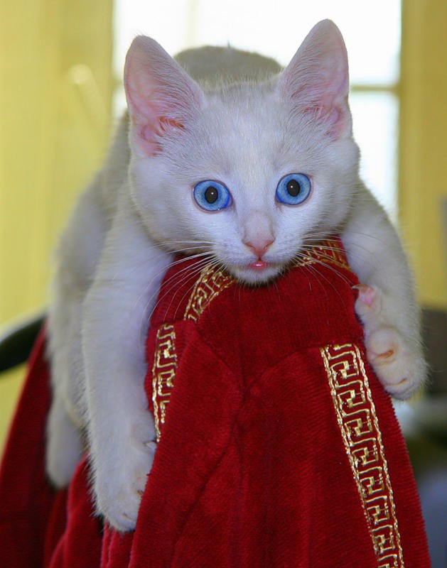 Котовторник 20.12.2011