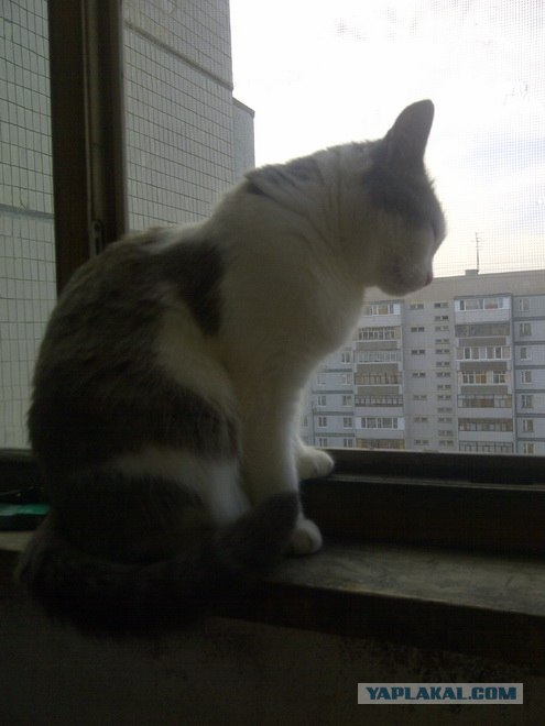 Котовторник 24.04.2012
