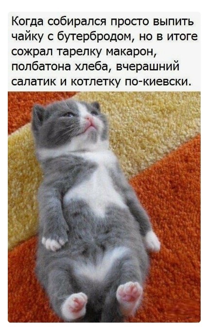 Картинки с котами и про котов