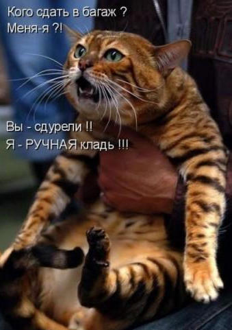 Толстому коту разрешили лететь в самолете!