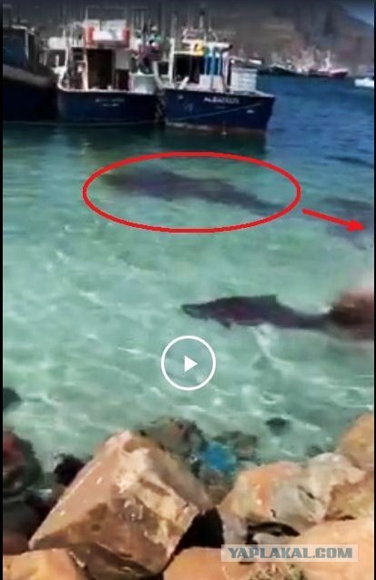 Что происходит на видео? Срочно требуется кэп ...