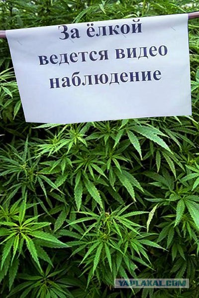ёлки идем резать?