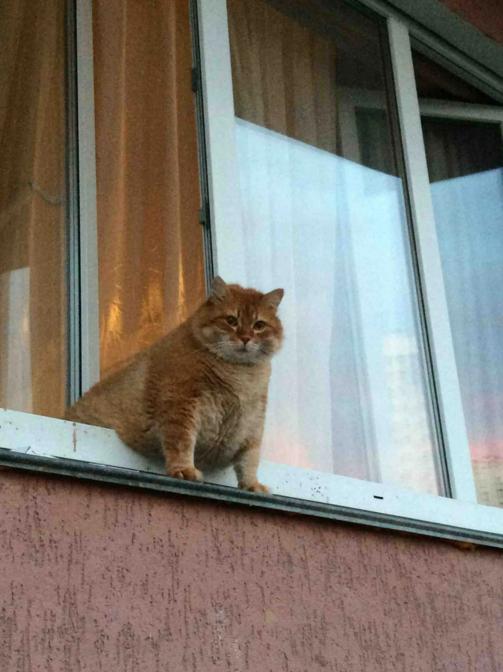 Котаны со странностями