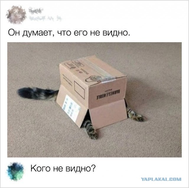 Котики бывают разные - черные, белые, и все классные