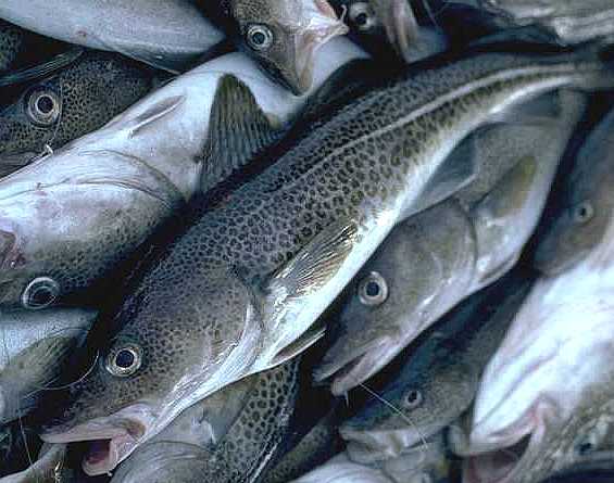 Морепродукты. Выбираем правильно.