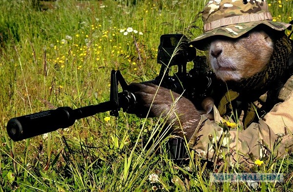 Замучил хомяк на огороде