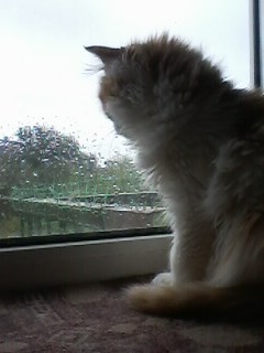 Котовторник 18.10.22