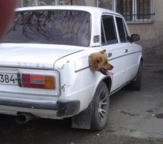 Небольшая коллекция фотокарточек, на которых творится какая-то дичь