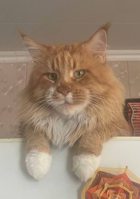 Котовторник