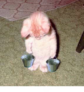 Хвастунишки