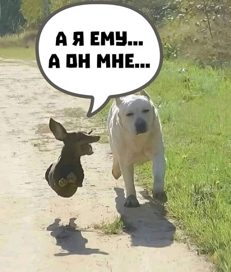 Веселые картинки в понедельник (18.08)