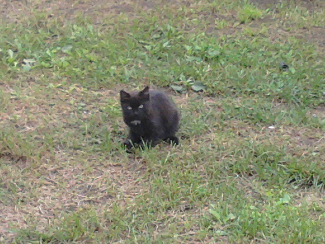 Котовторник  30.07.2013