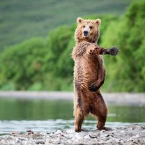 Что нарисовал Путин?