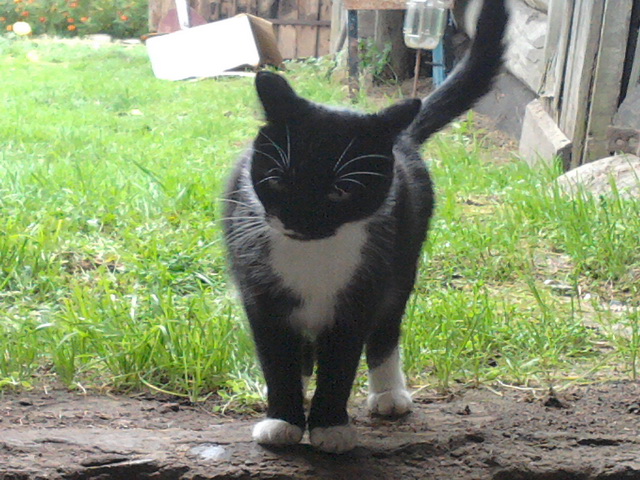 Котовторник 22.10.2013