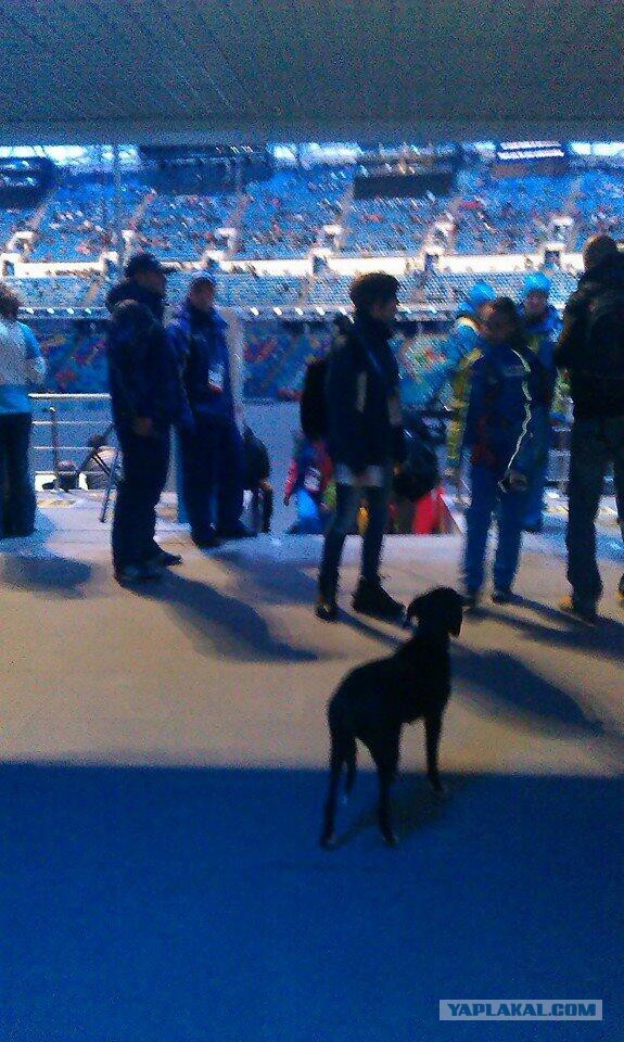 Смотрю открытие Олимпиады!